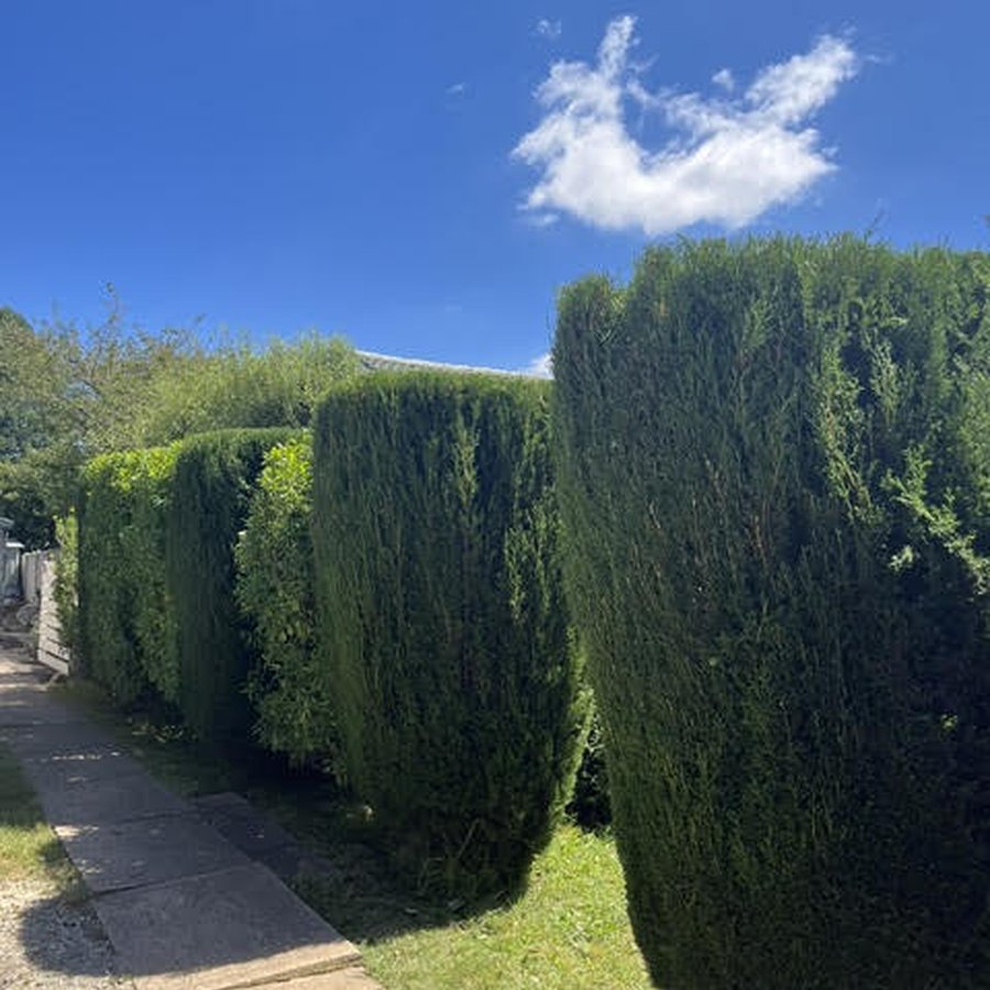 A lush, well-kept Canberra garden