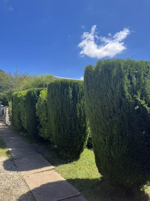 Neatly trimmed hedge