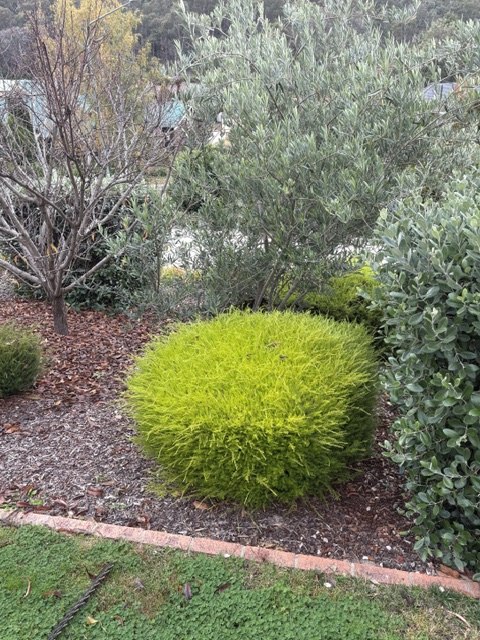 Lime-green feature shrub clipped into a crisp round ball.